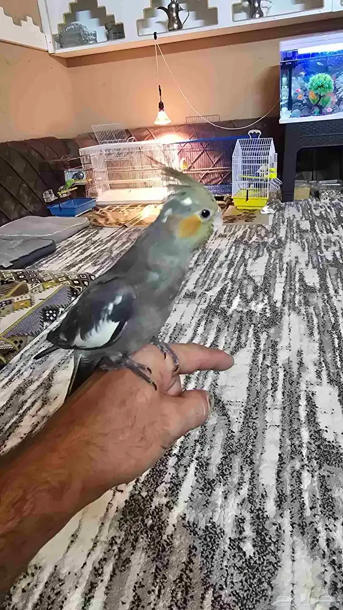 طيور فراخ وكبار 5