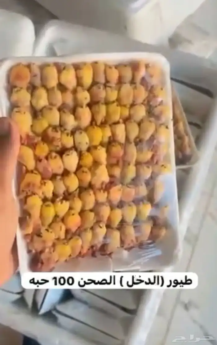 الدمام 0