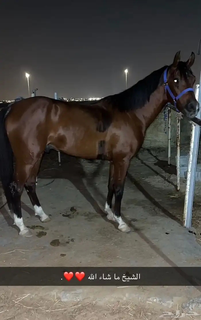 حصان شعبي كفو 3