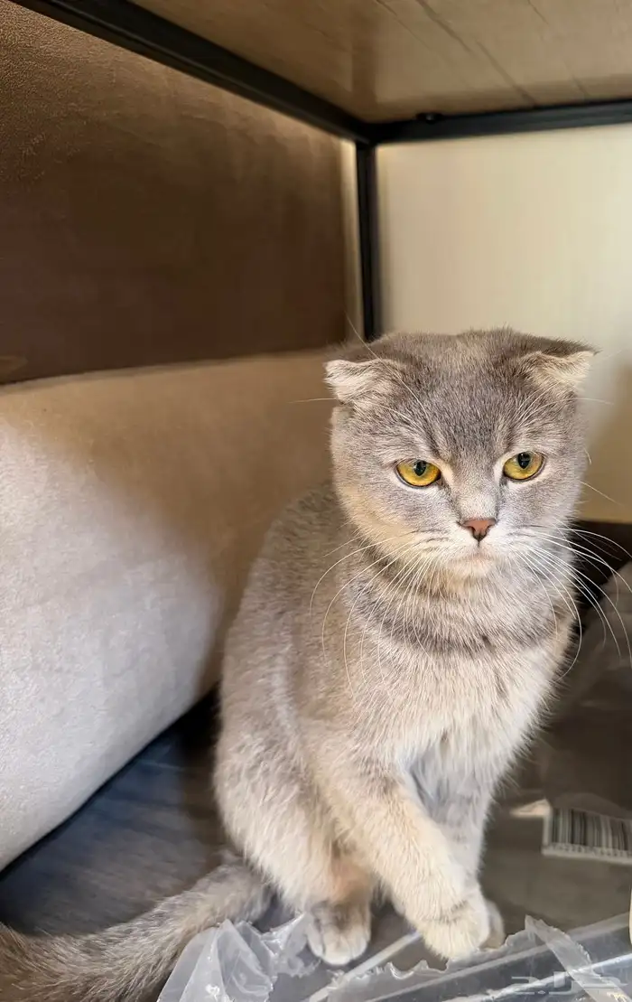 قط سكوتش فولد 3