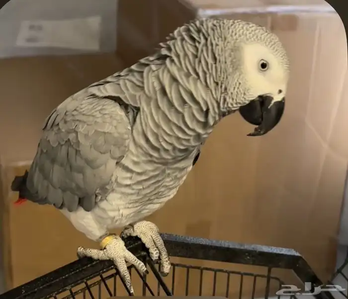 كاسكو مفقود حي الروضة 1