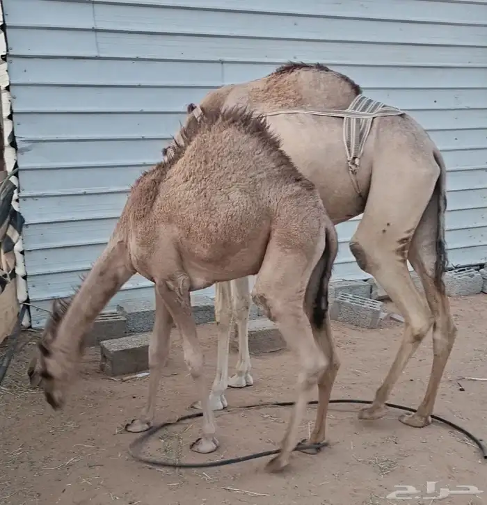 عشرا معها قعود عمره فوق 7 شهور 2