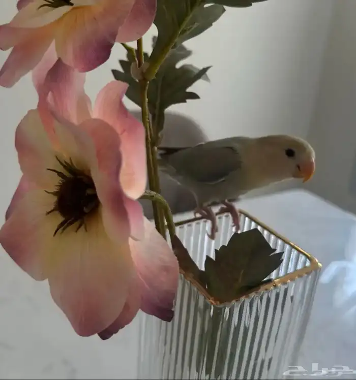 طير روز هدد داخلي خارجي 3