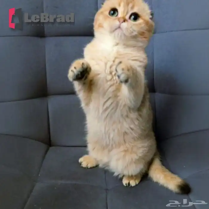 سكوتيش بريتيش جولد ابسولو (نوادر) LeBrad Cattery 0
