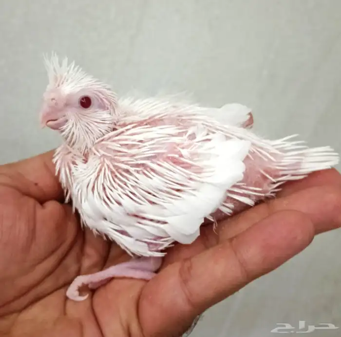 فروخ كروان غر البينو لتينو 3