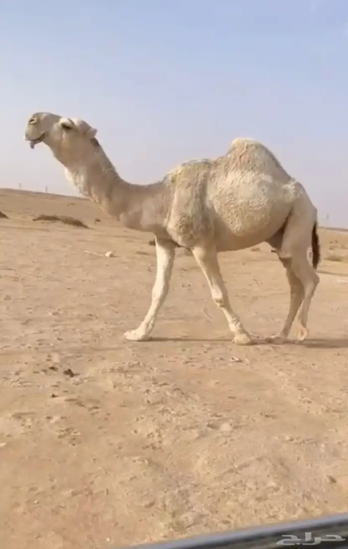 البعير الفحل الاشقح الكفو 1
