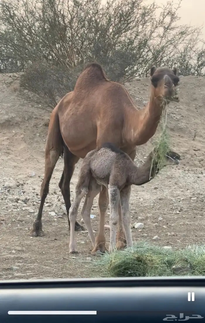 للبيع خلفات سواحل 1