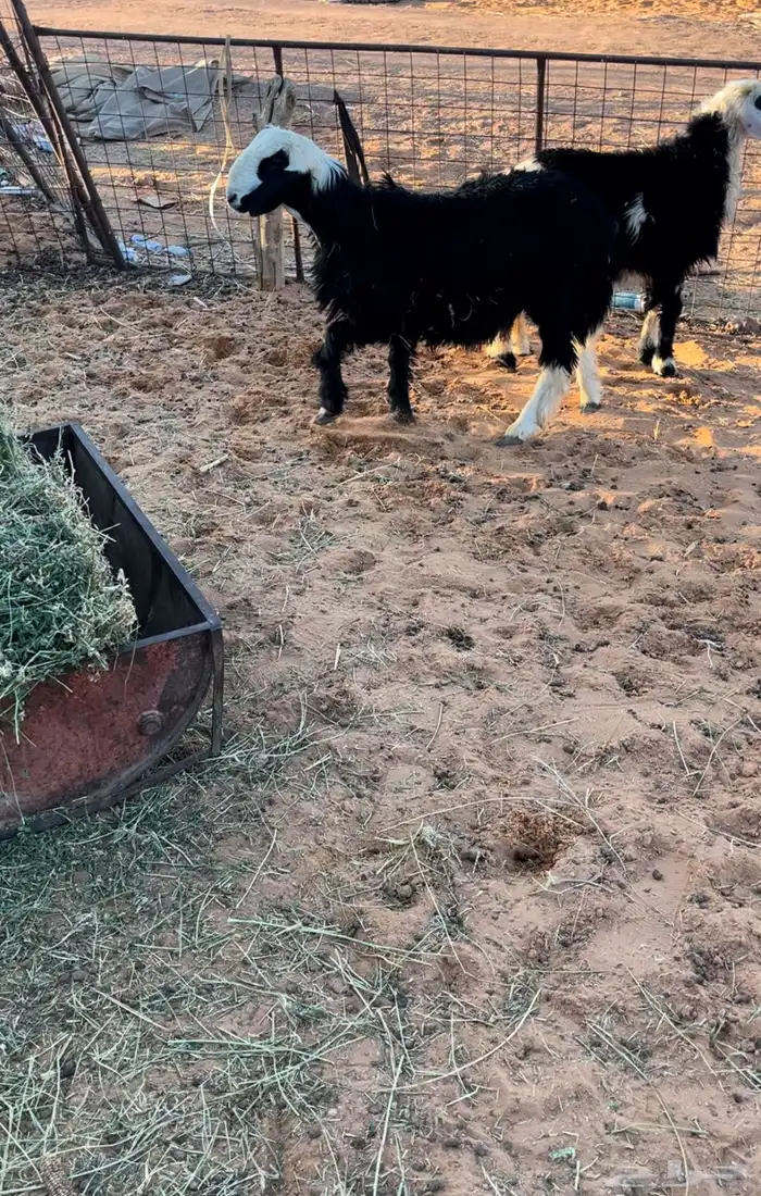 خرفان وتيس وجفره 3