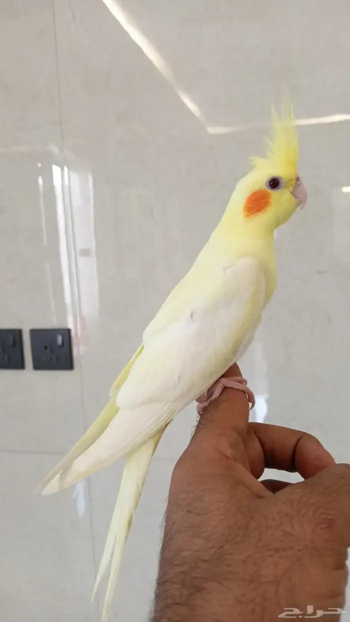 فروخ كروان نهاية غر 0