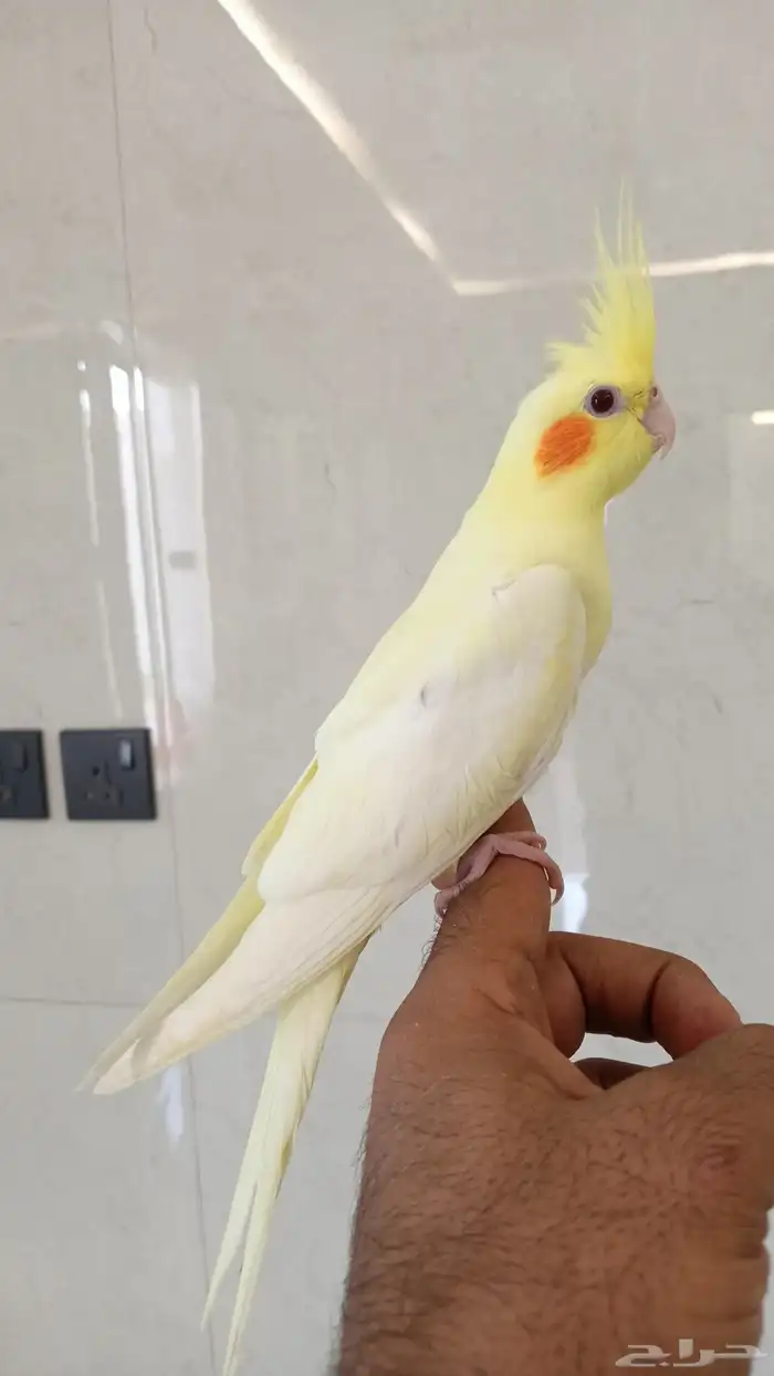 فروخ كروان نهاية غر 2