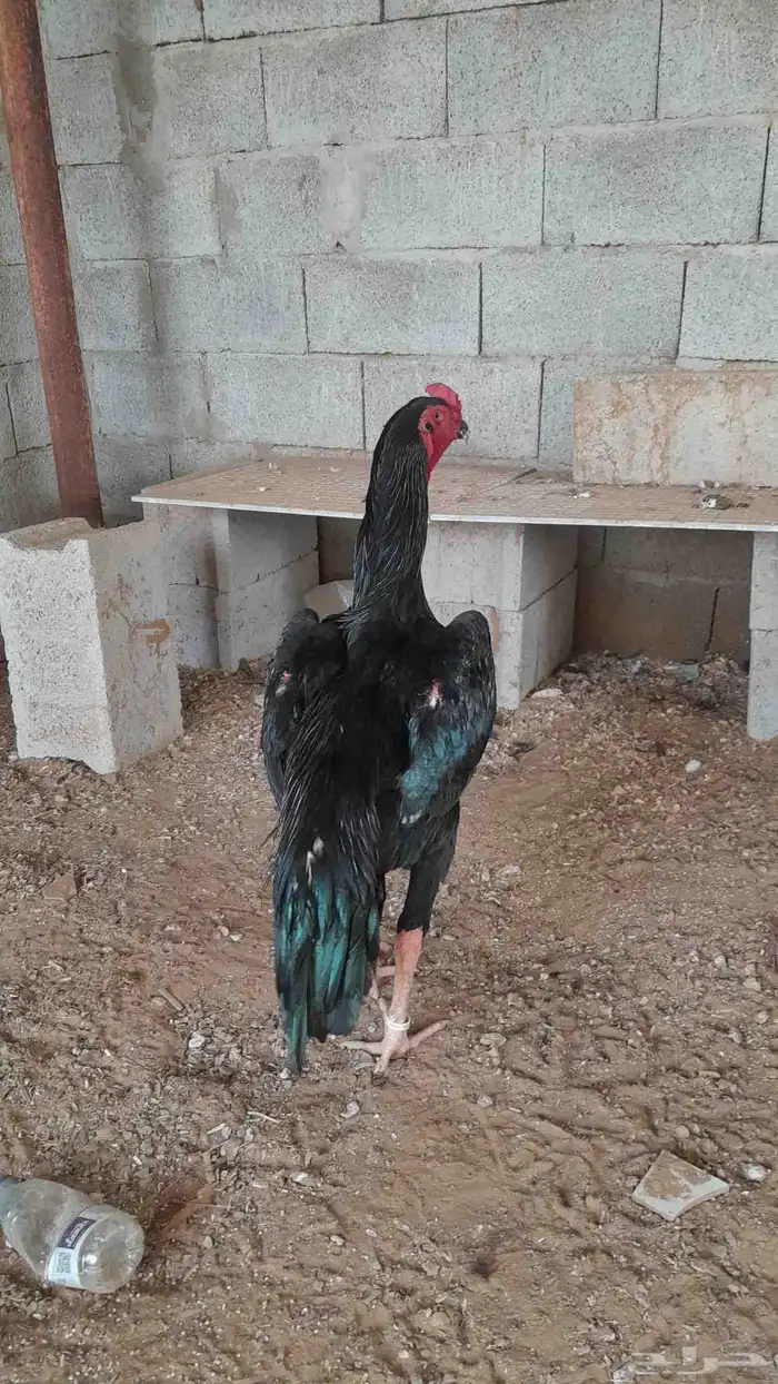 دجاج شامو الماني مستواهم فاخر ماشاء الله 1