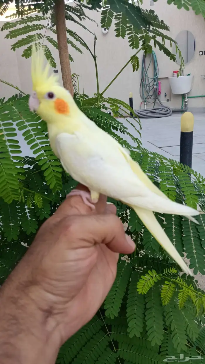 فروخ كروان نهاية غر 1