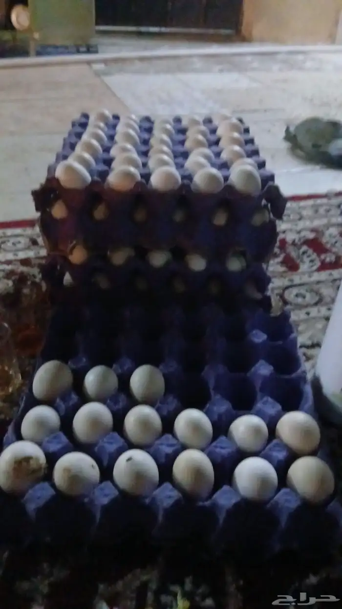 بيض مايده بلدي انتاج يومين من المزرعه 2