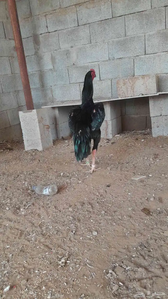 دجاج شامو الماني مستواهم فاخر ماشاء الله 3