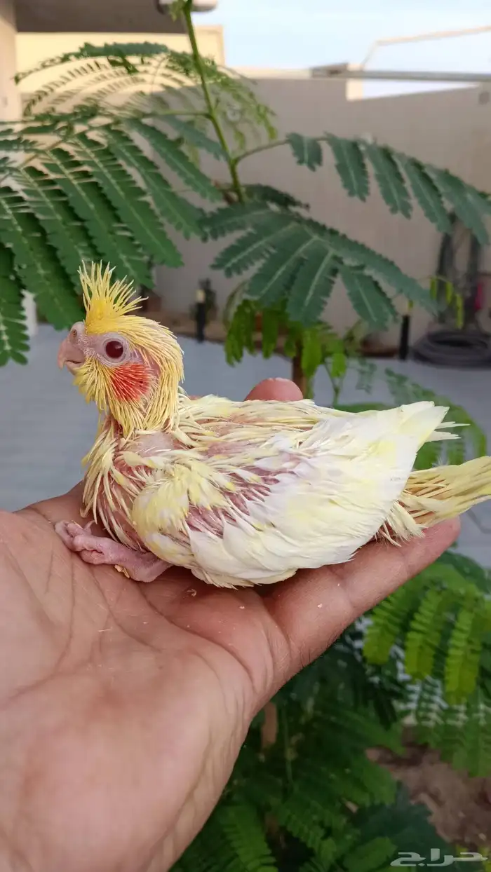 فروخ كروان غر البينو لتينو 0