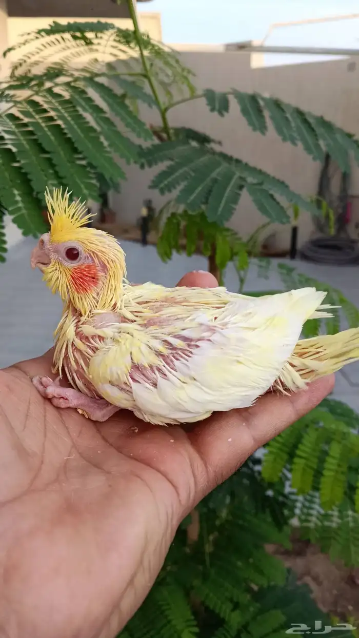 فروخ كروان غر البينو لتينو 1