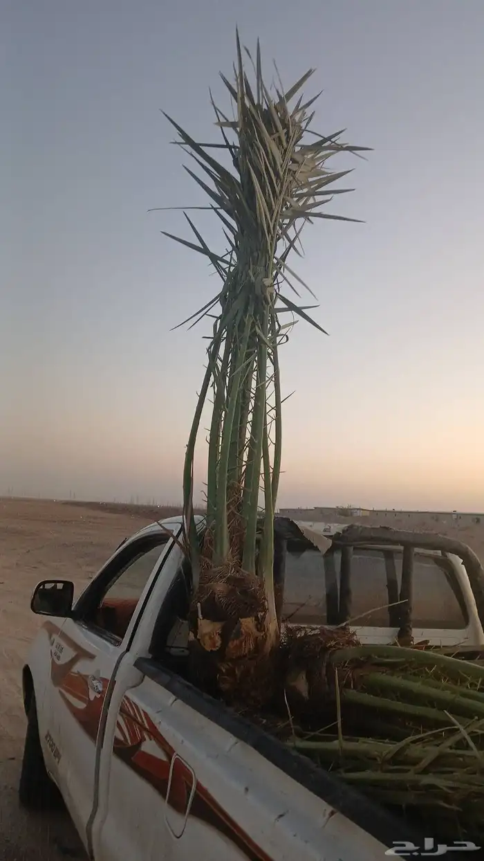 مشاءالله تبارك الله نخل وصل اليوم عرعر نخل مثمر 5