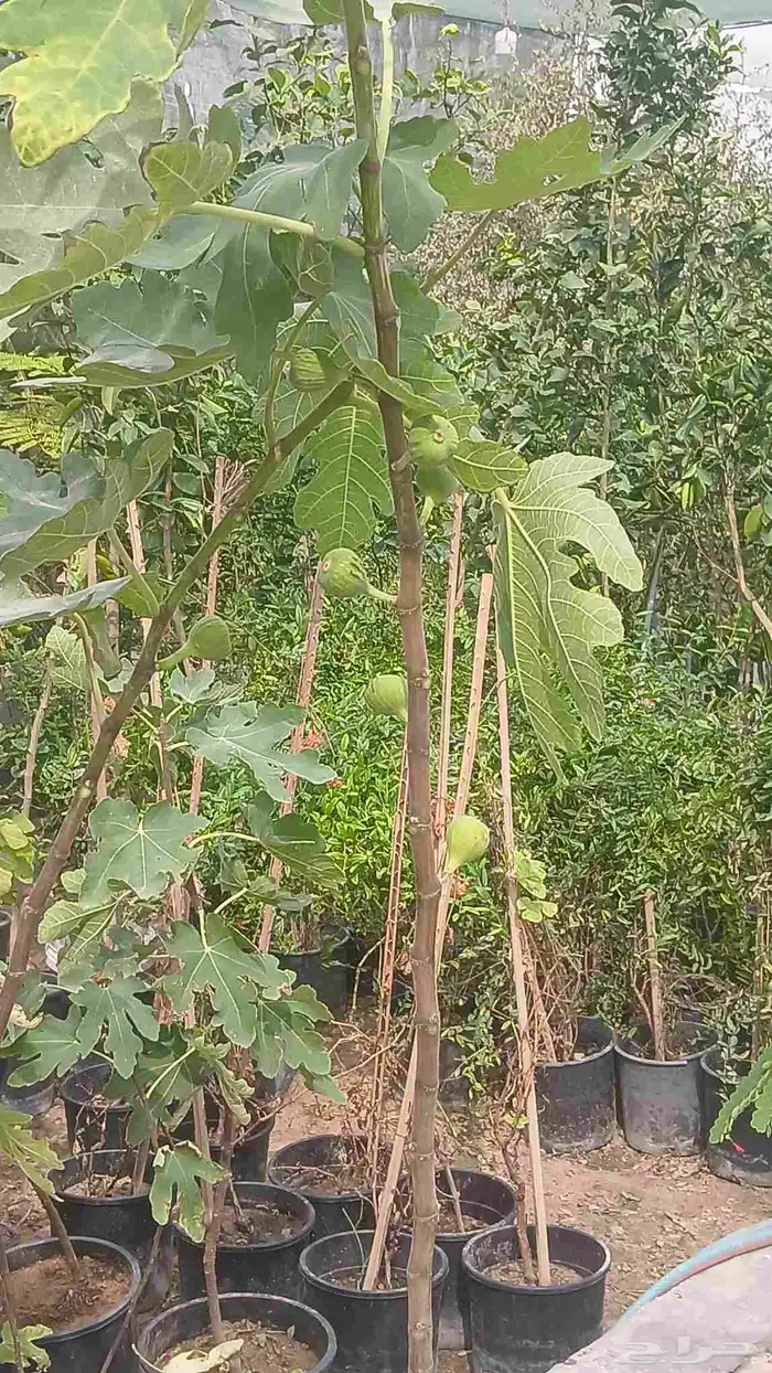 مشتل افندينا ازرعه الشتلت ونخيل وتزين الحديق 0