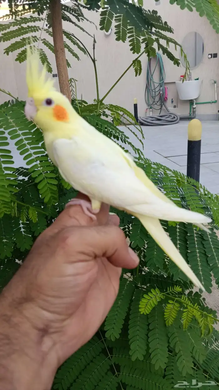 فروخ كروان نهاية غر 3