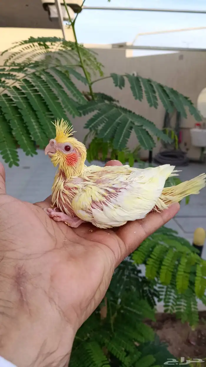 فروخ كروان غر البينو لتينو 2