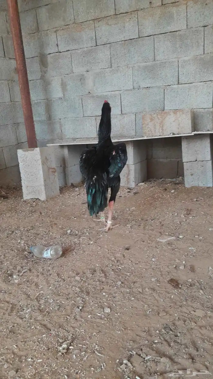 دجاج شامو الماني مستواهم فاخر ماشاء الله 2