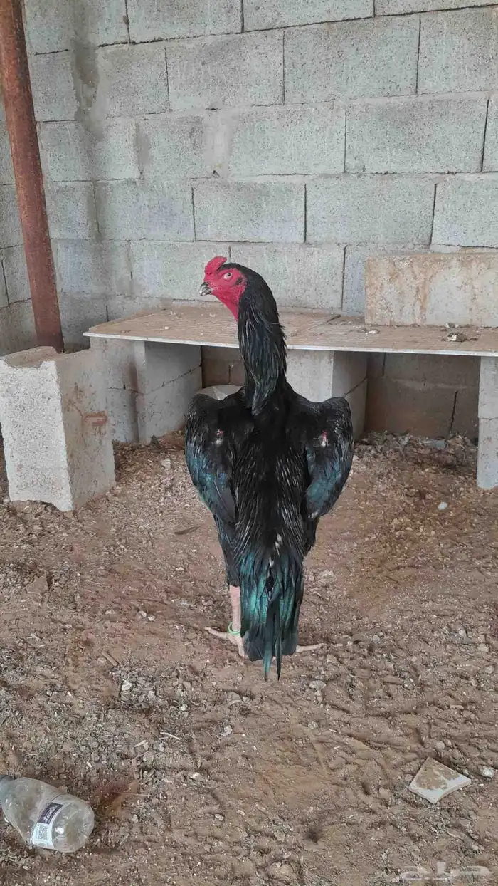 دجاج شامو الماني مستواهم فاخر ماشاء الله 0