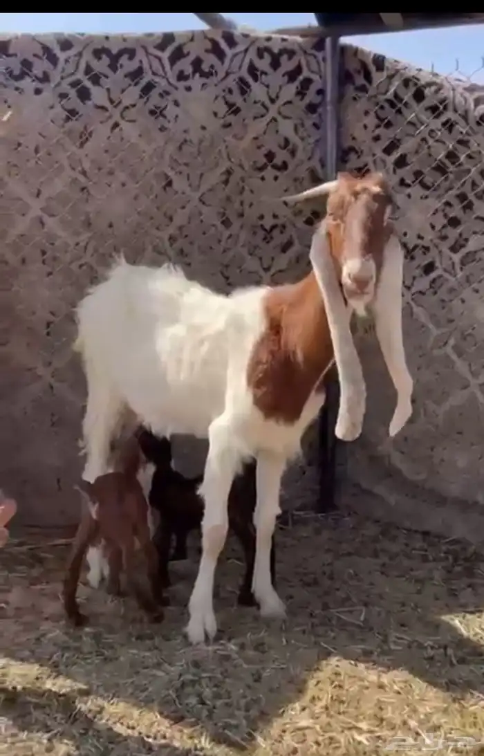 عنز متبع تحتهتا تيسين 0