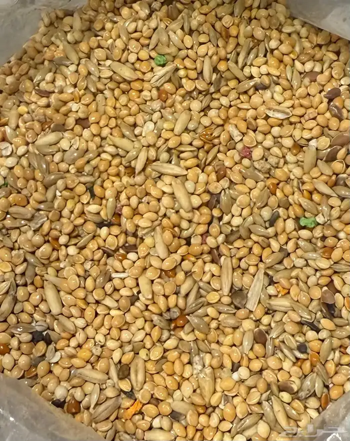 أكل لطيور البادجي 5