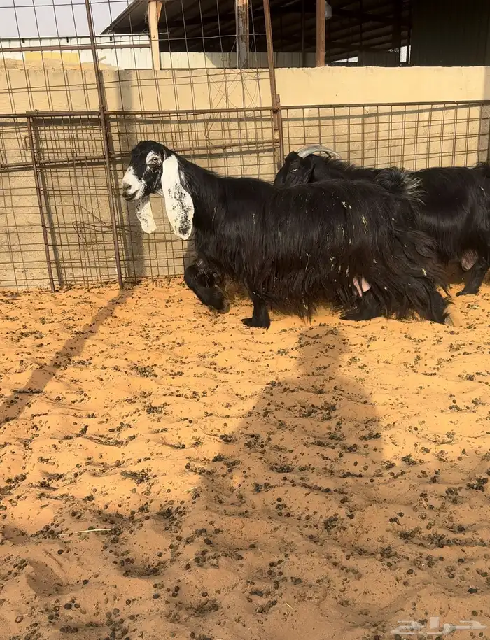 ماعز دفيع واصل 0