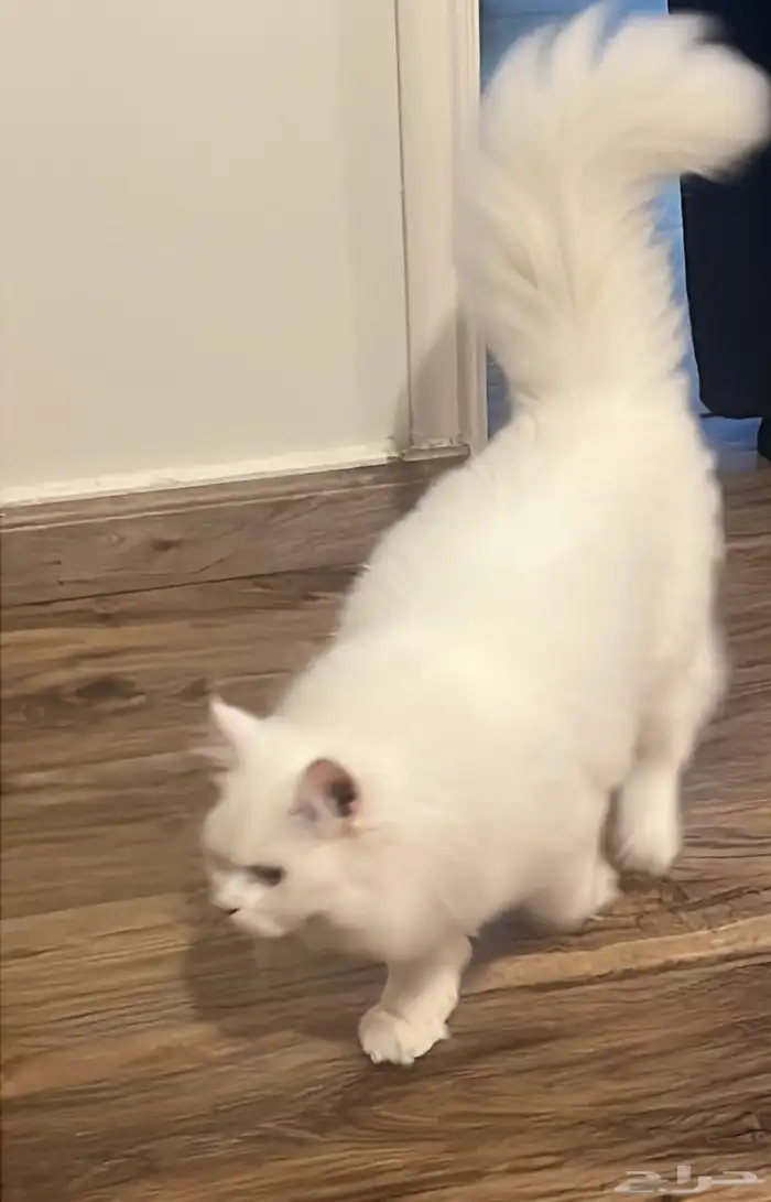 قط شيرازي ذكر ب 600 ريال مع لليتر بوكس وبيت النوم حقه 0