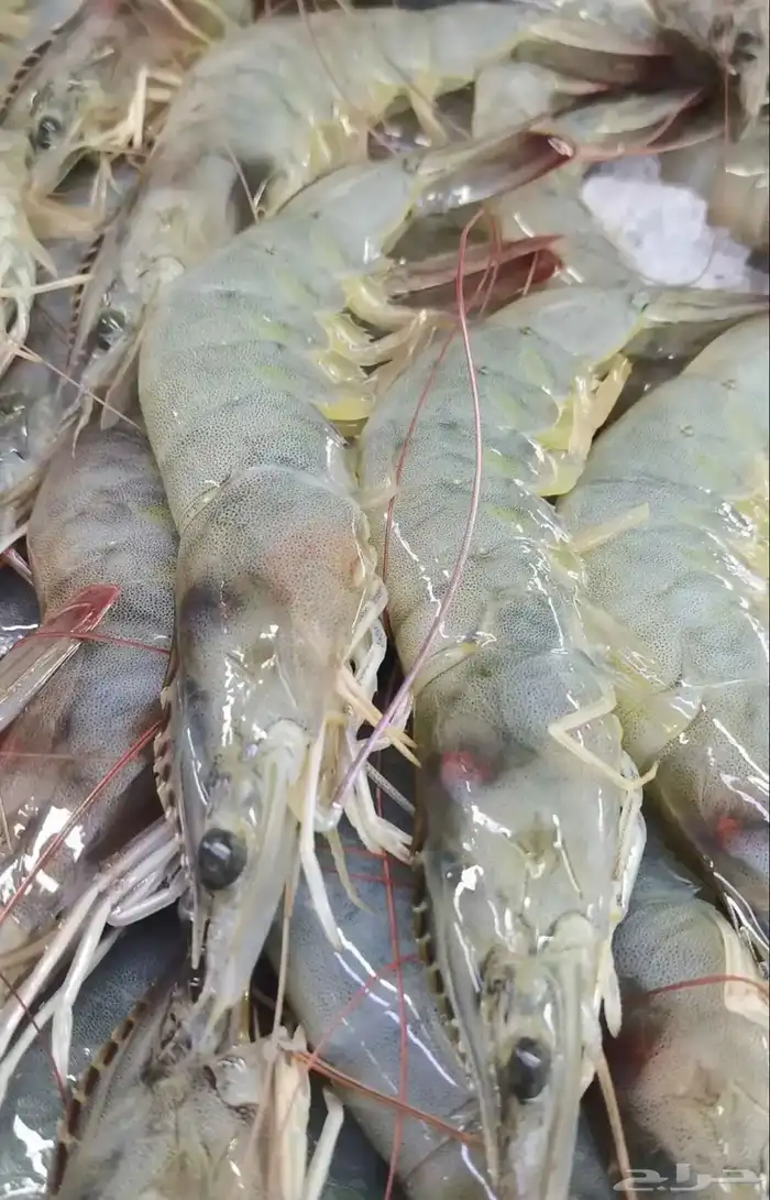 يوجد لدينا أسماك طازة يومية ني وفي جاهز مقلي مشوي المناسبا 1