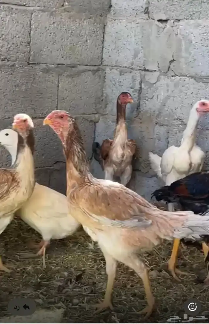 ديك و دجاج شامو يباني للبيع 5