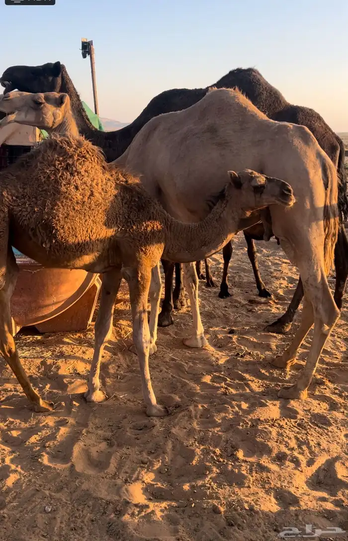 ناقه ساحليه خلفه 0