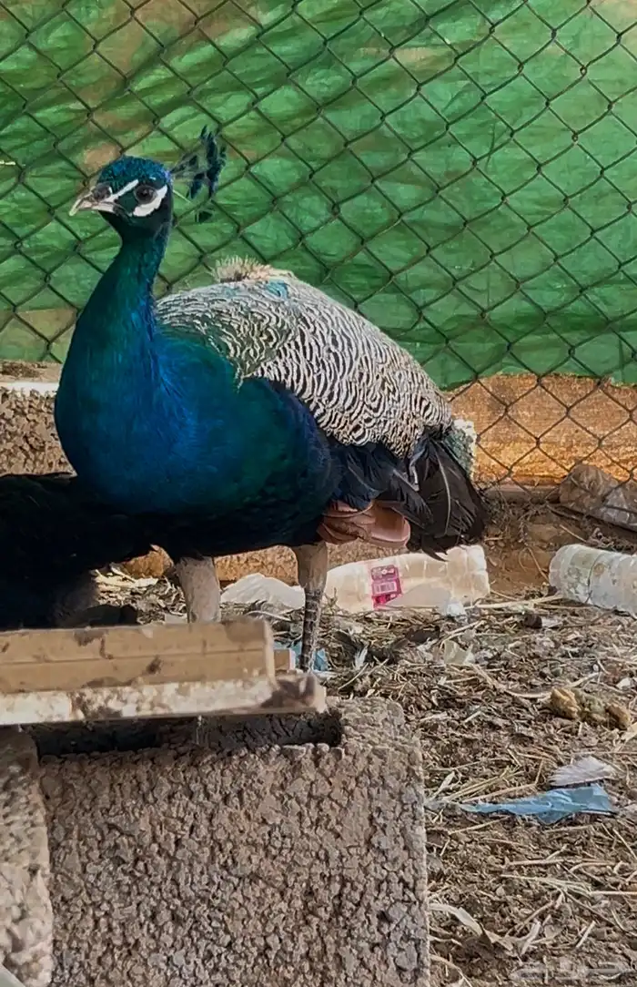 طاووس أليف ماشاء الله 1