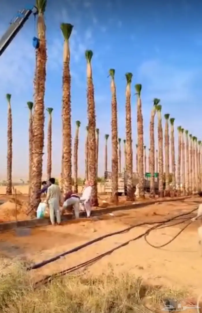 نخيل امريكي زينه نخيل واشنطنيا زينه 2