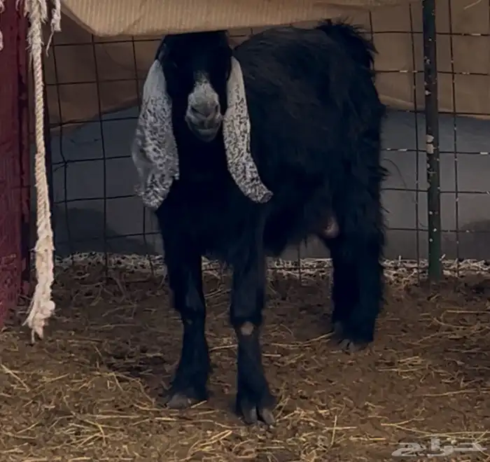 عنز عارضيه 0