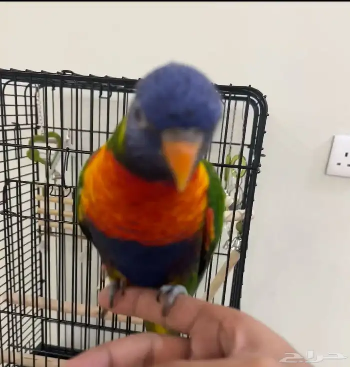 لوري رينبو 2