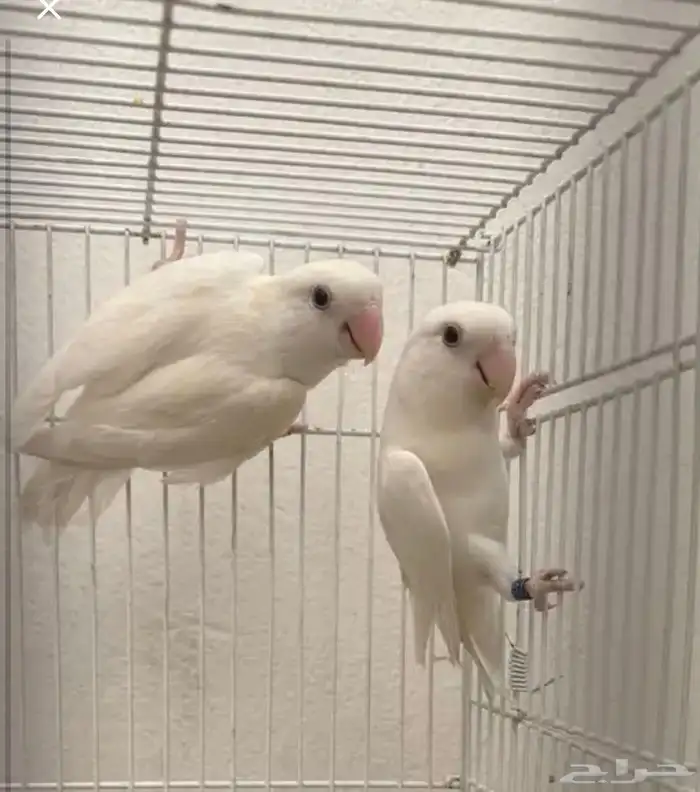 جوز روز البينو صافي تحته فرخين ماشاءالله 0