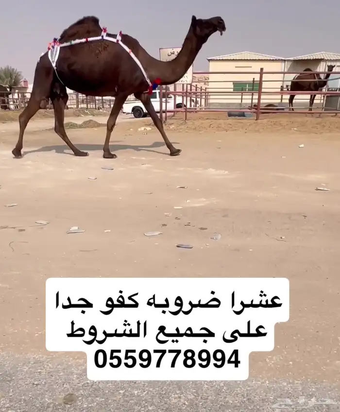 للبيع ضروبه كفو 0