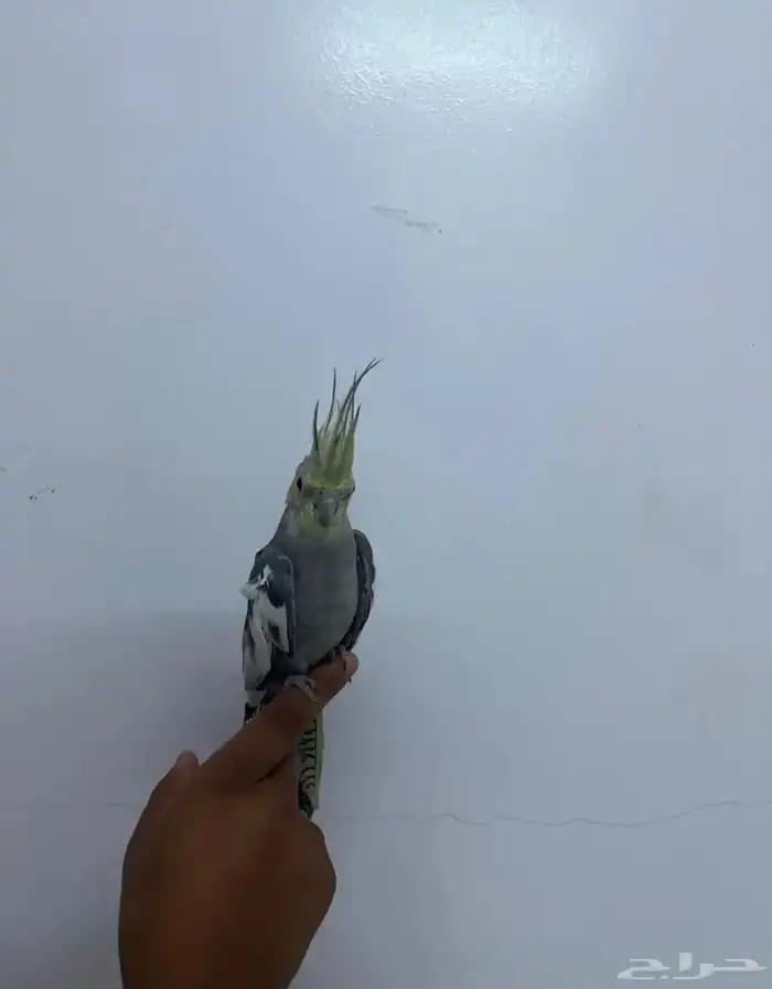 ذكر كروان اليف 1