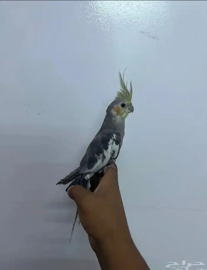 ذكر كروان اليف 0