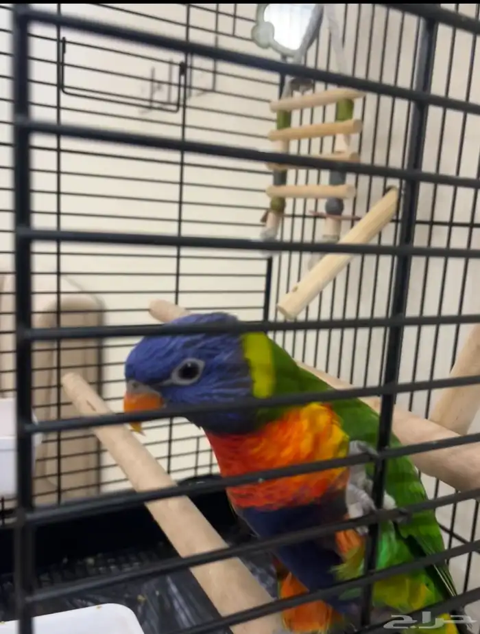 لوري رينبو 4