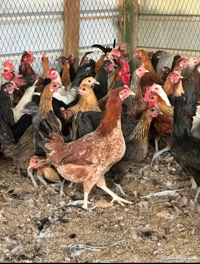 دجاج بلدي مشكل بياض 1