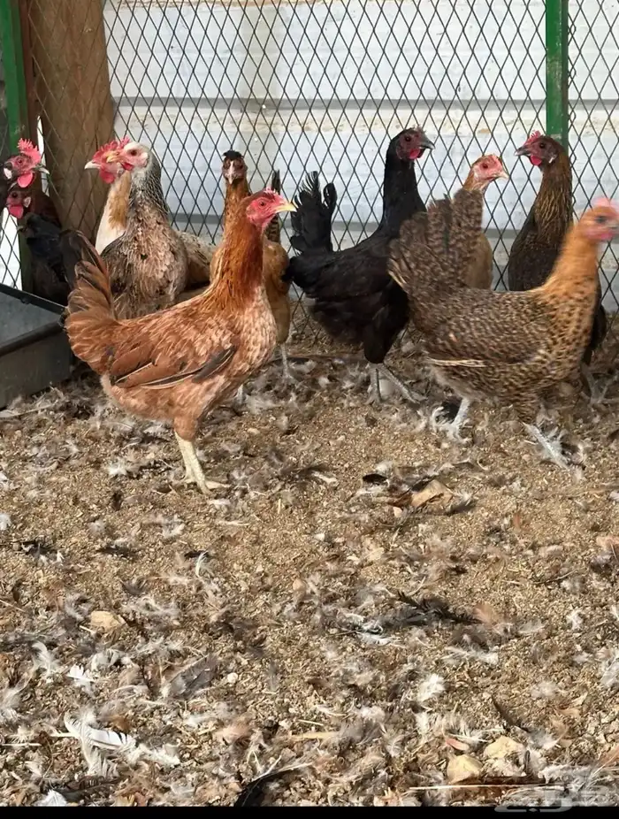 دجاج بلدي مشكل بياض 0