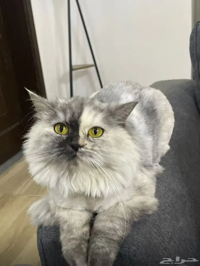 قطه للتبني معقمه وألييفه جدا 0