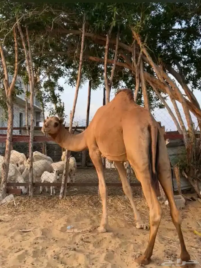 بعير ساحلي للبيع 0