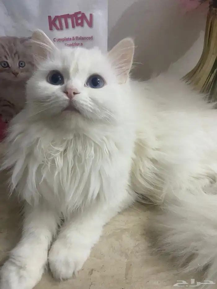 قطط للتبنى 0