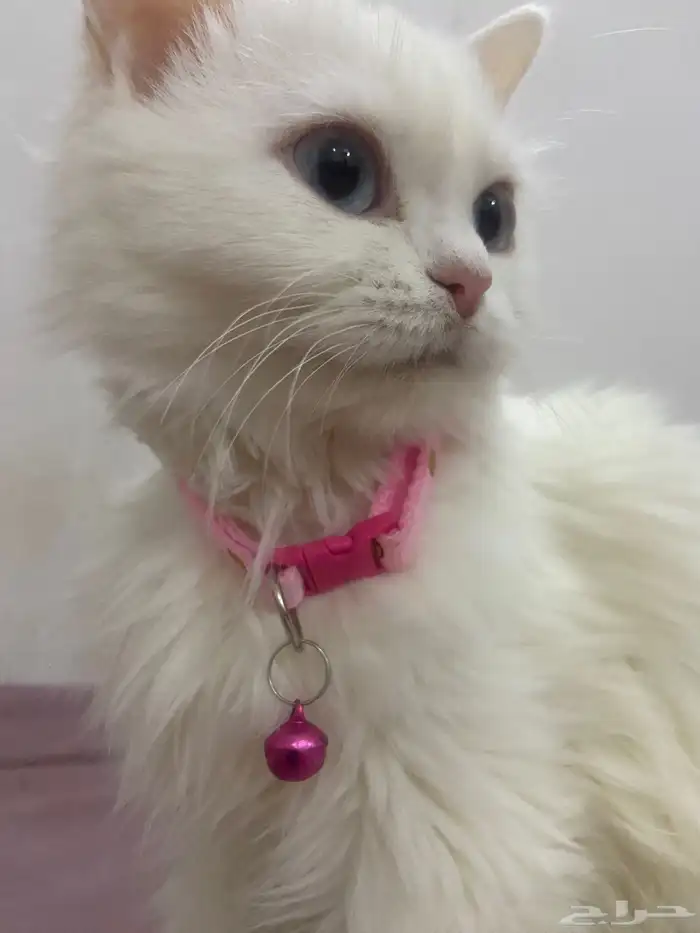 قطط للتبنى 1