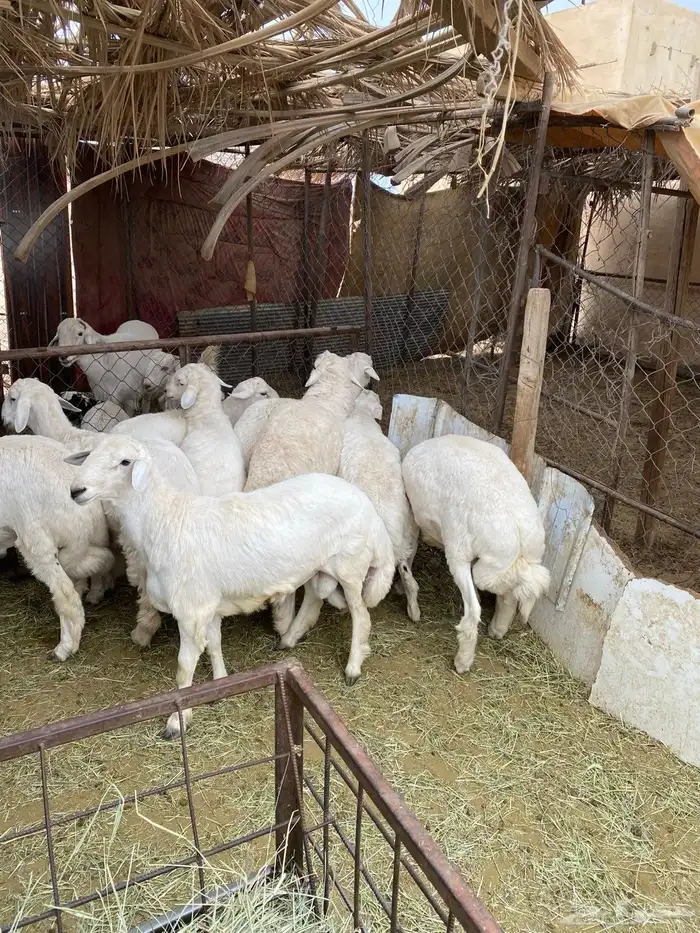 طليان كفو للبيع على السوم 1