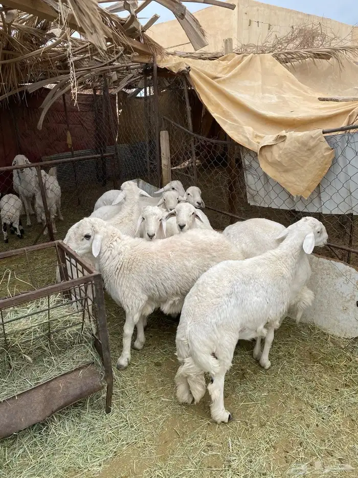 طليان كفو للبيع على السوم 0